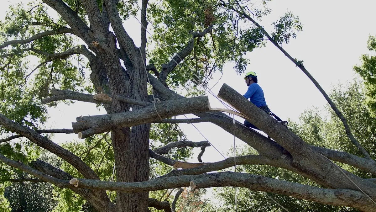 Professional Crown Thinning performed by certified arborists in Shasta Lake