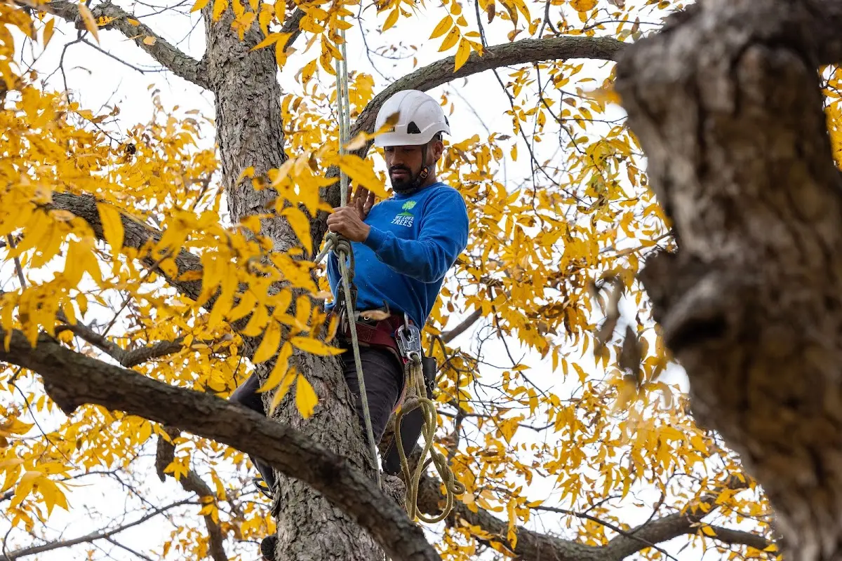 Skilled Tree Pruning crew working in Shasta Lake