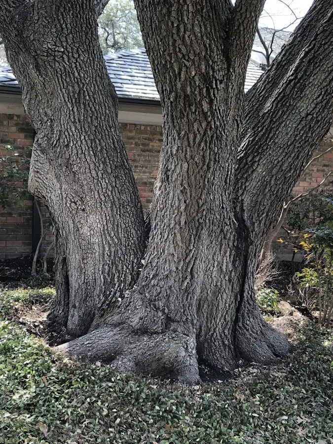 Mature heritage tree close to a Shasta Lake property cared for by certified arborists